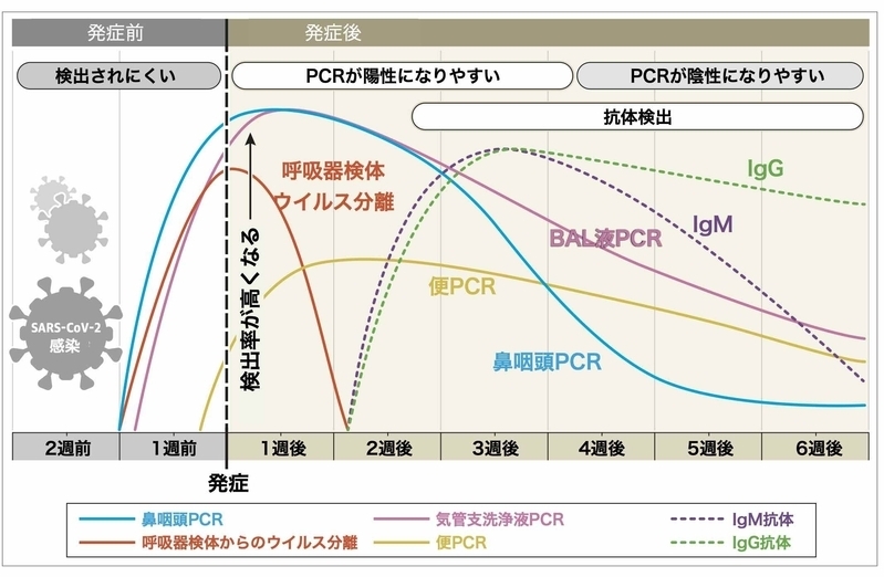 発症からの日数と抗体陽性率の推移 発症からの日数と抗体陽性率の推移(https://doi.org/10.1038/s41591-020-0897-1より)