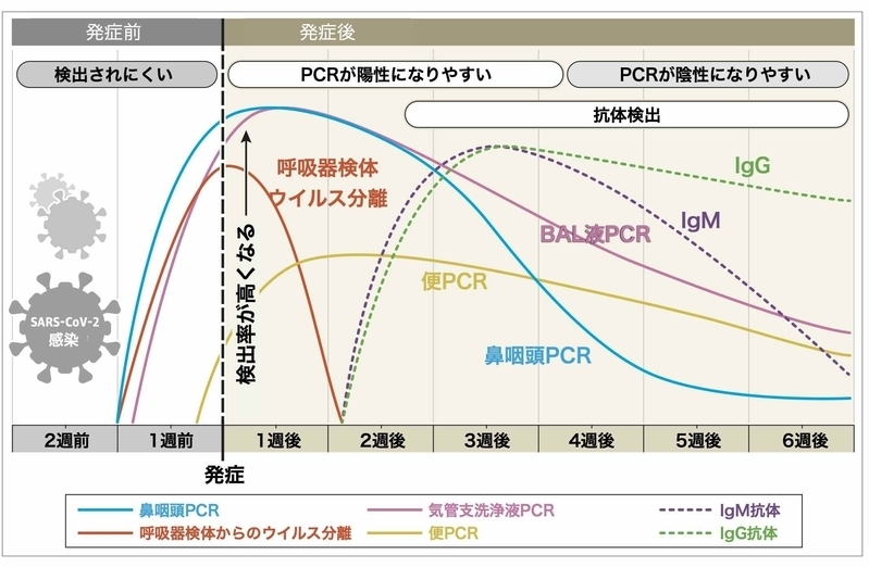 発症からの日数と抗体陽性率の推移（https://doi.org/10.1038/s41591-020-0897-1より）